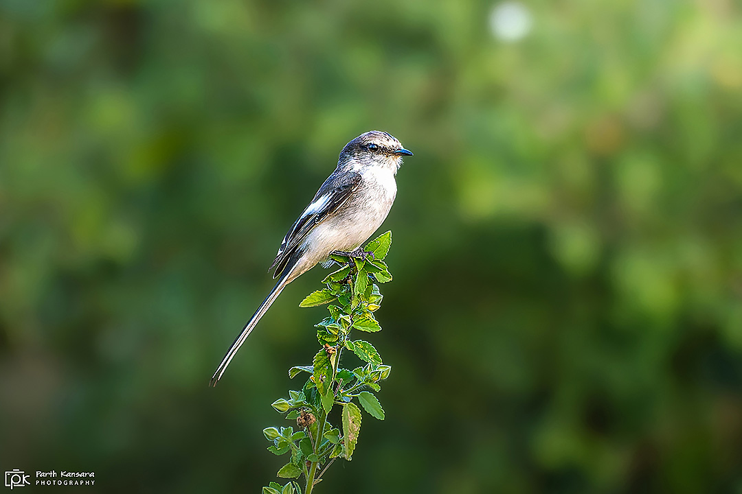White-bellied Minivet